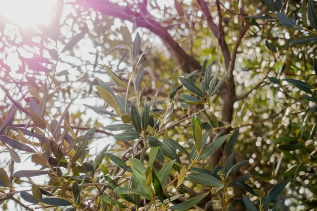 Tu olivo no da frutos: El gesto clave en marzo que olvidaste hacer