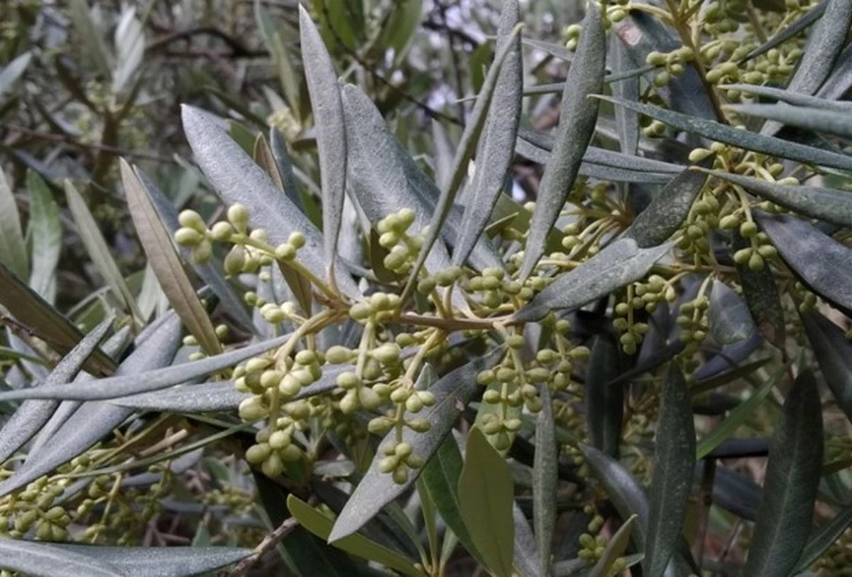 Tu olivo no da frutos: El gesto clave en marzo que olvidaste hacer - image 1