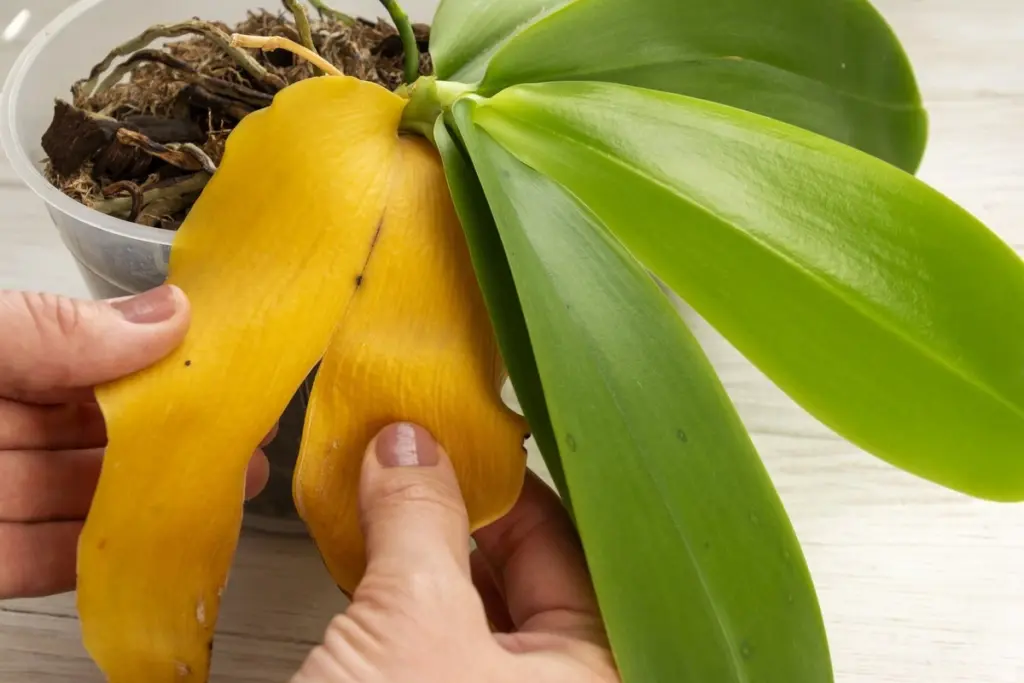 Tu orquídea no florece: el error que el 90% comete y qué hacer