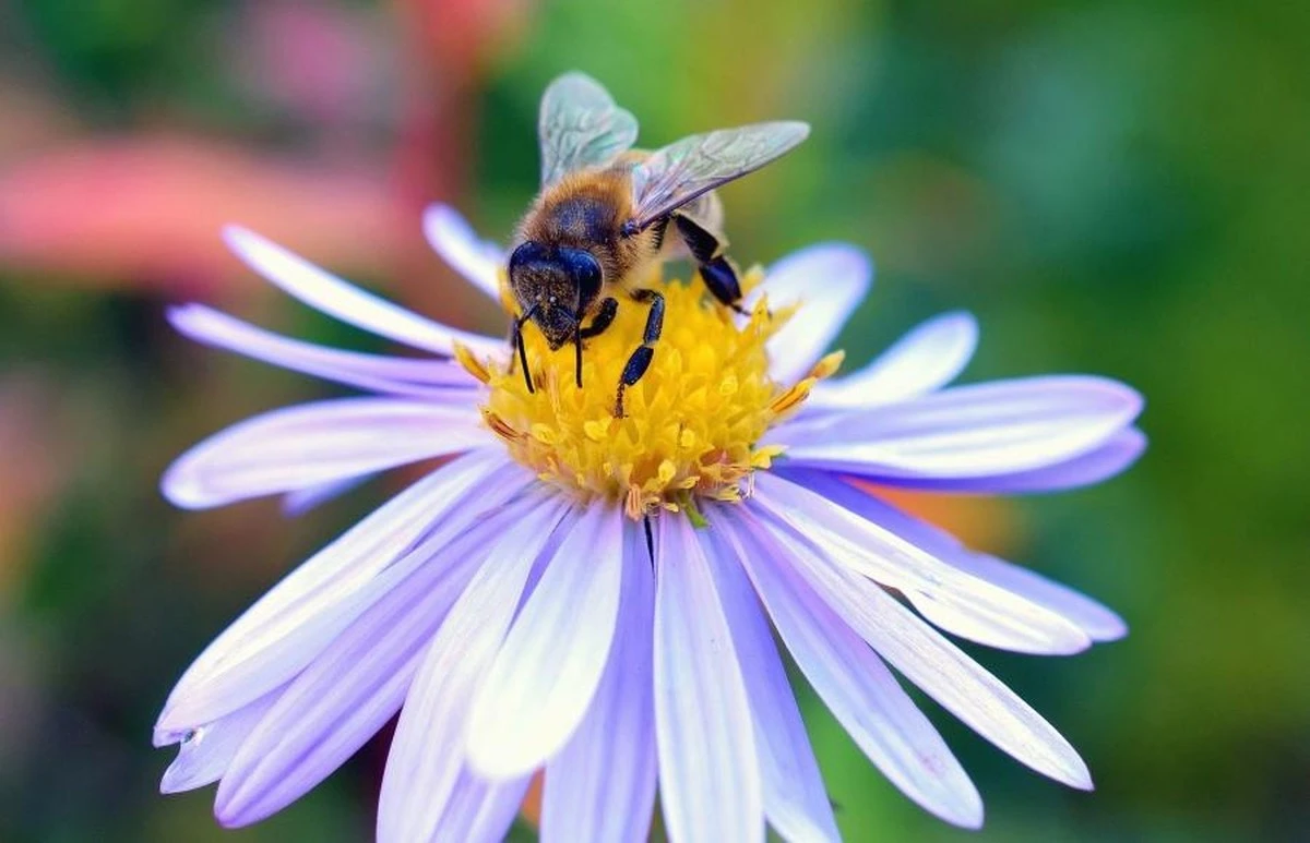 Un jardín floreciente: 3 flores esenciales para atraer abejas y mariposas desde ahora - image 1