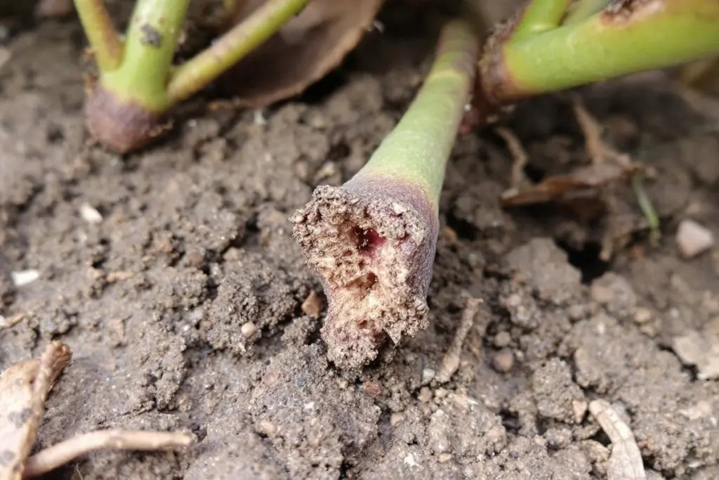 Un solo figueral me bastó para tener diez: el método que no cuesta nada