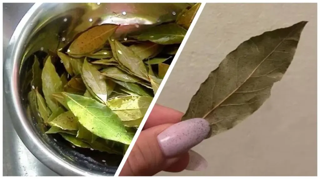 12 hojas de laurel en agua hirviendo: 4 usos de este tesoro congelado