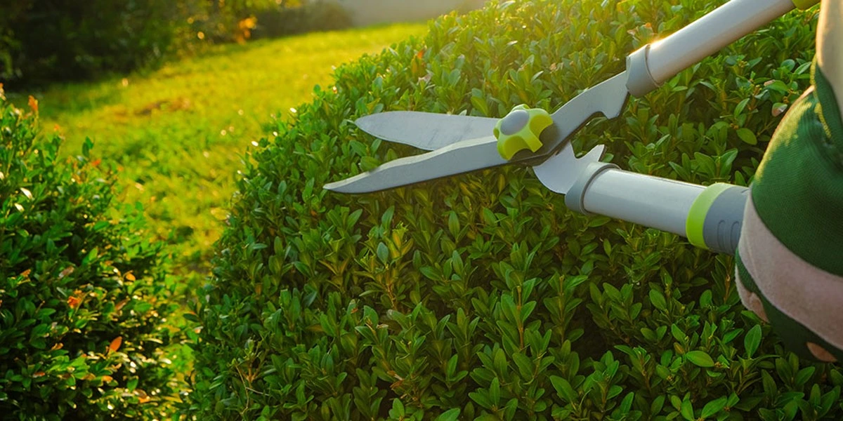 12 plantas que debes podar en marzo para un jardín espectacular - image 1