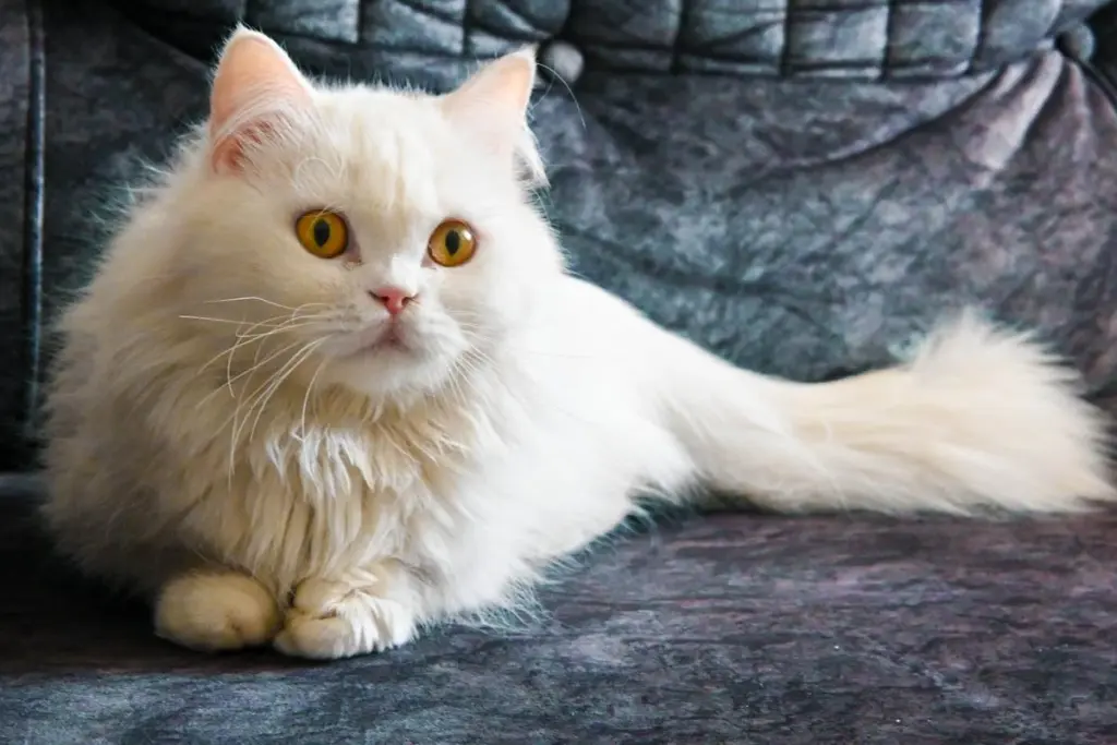 3 trucos infalibles para eliminar pelos de gato de tu ropa y muebles