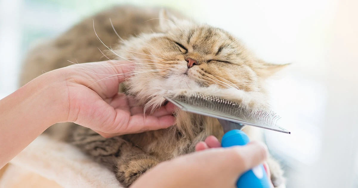 3 trucos infalibles para eliminar pelos de gato de tu ropa y muebles - image 1