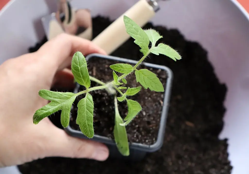 7 vegetales que transformarán tu huerto en semanas: ¡incluso sin experiencia!