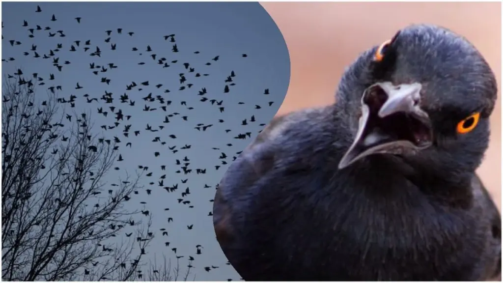 86-летняя мудрость: что означает увидеть тысячи черных птиц в небе