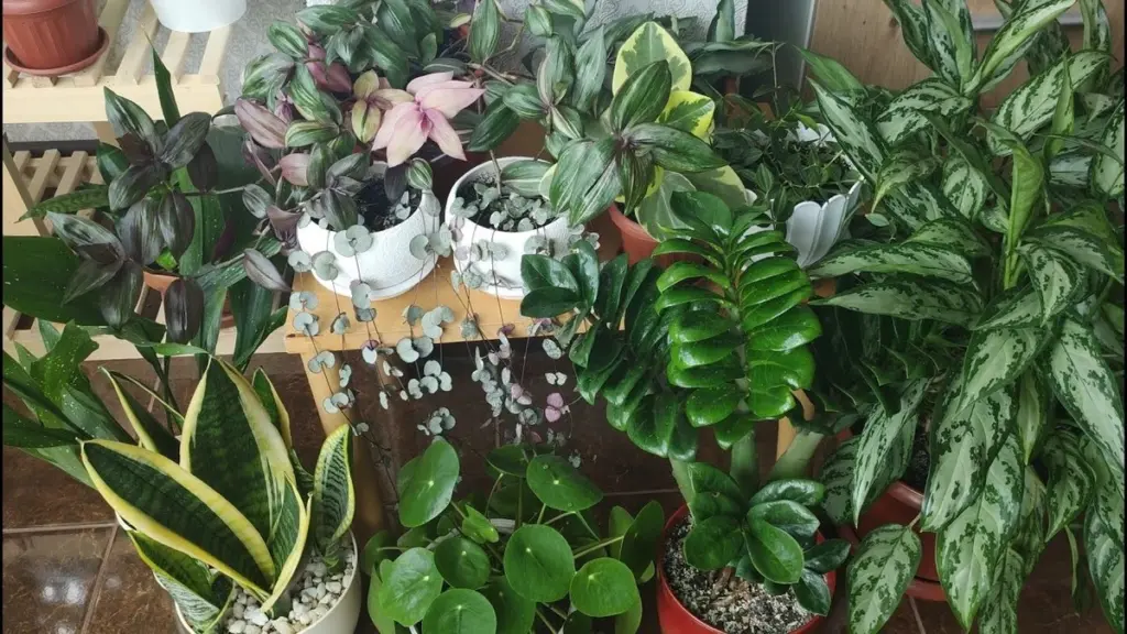 9 plantas que prosperan con poca luz y sobreviven a los apagones diarios