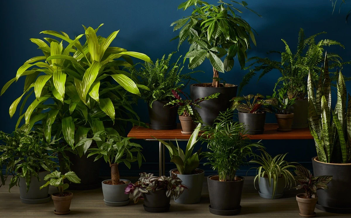 9 plantas que prosperan con poca luz y sobreviven a los apagones diarios - image 1
