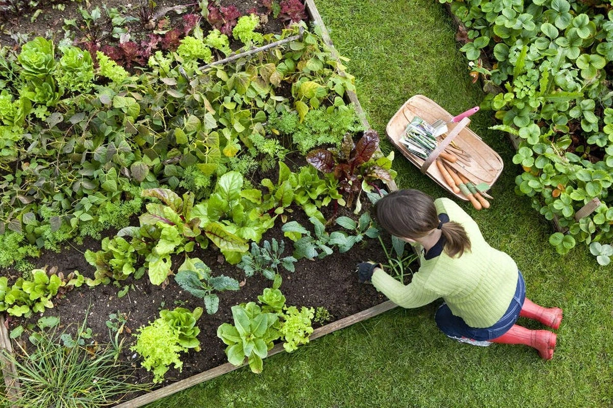 Acelera tu huerto: las verduras que plantaban nuestros abuelos directamente para ganar semanas - image 1