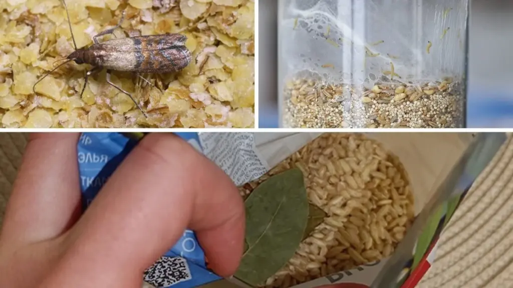 Adiós a la polilla de la despensa: el truco de limpieza que cuesta menos que un café y es infalible