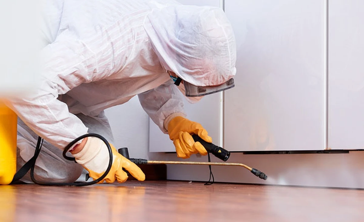 Adiós a la polilla de cocina: el truco sencillo de 4 especias que la hizo desaparecer para siempre - image 1