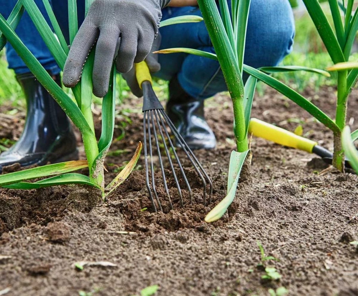 Adiós a las malas hierbas: la táctica de 