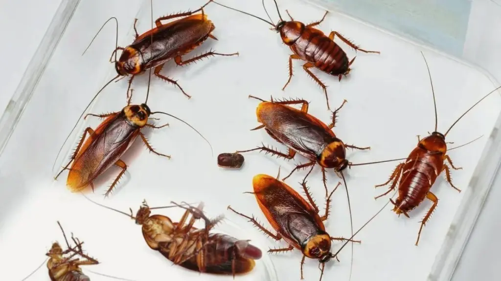 Adiós cucarachas: la trampa casera con piel de plátano que los atrae sin químicos