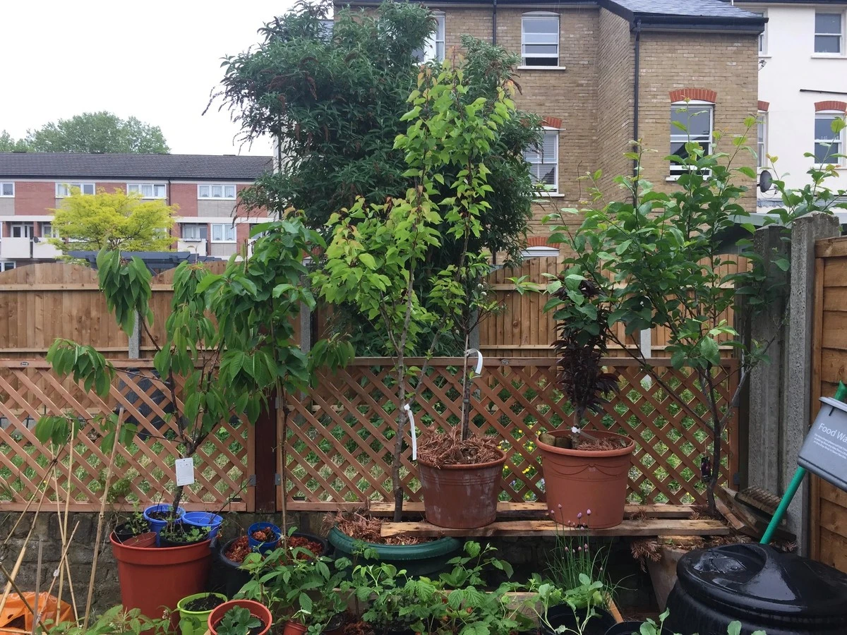 Árboles frutales columnares: tu huerto secreto en el balcón - image 1