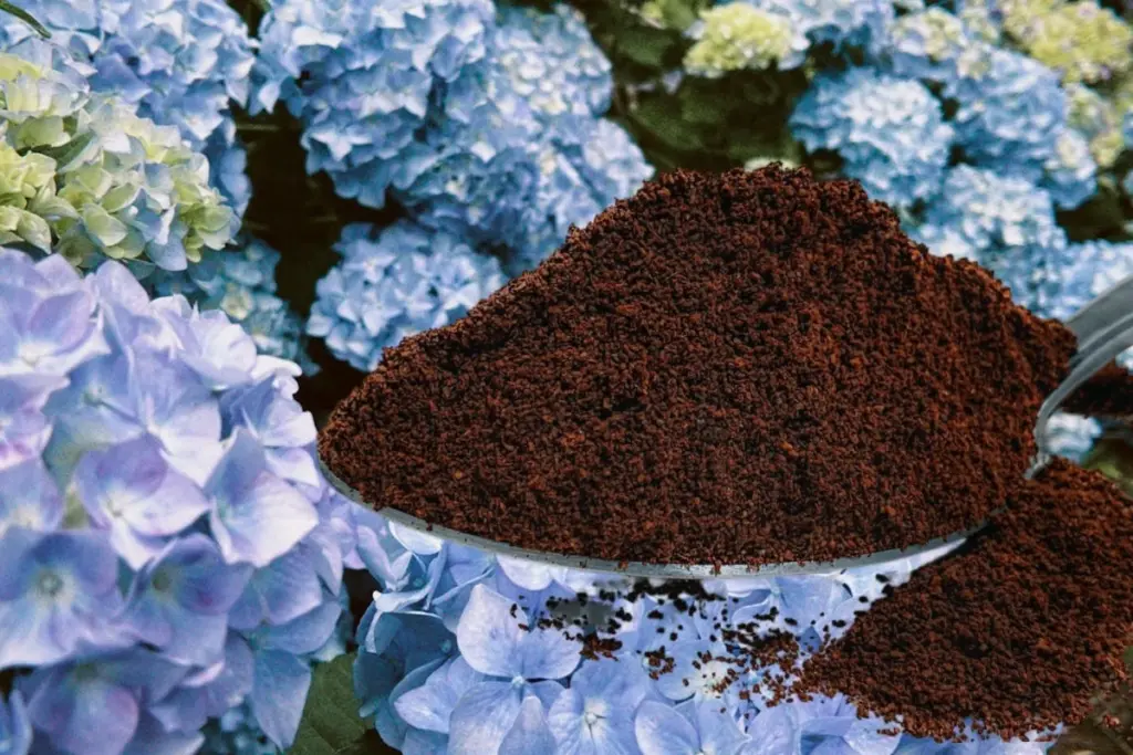 Café para tus plantas: 4 especies que aman los posos para florecer