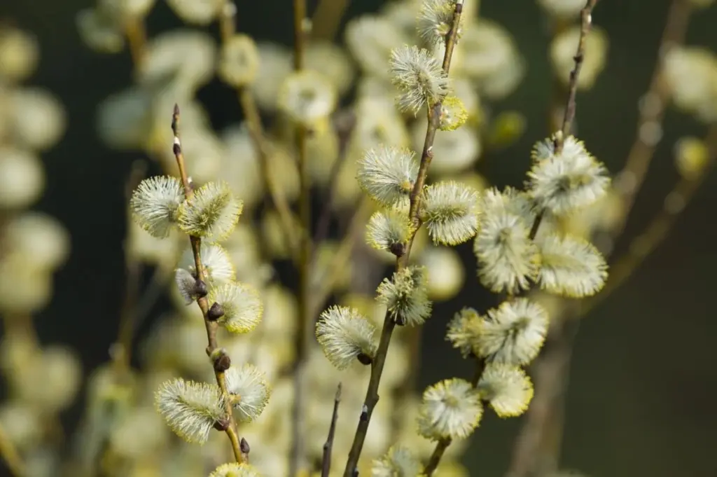 ¿Cansado en primavera? 5 aliados secretos para revivir tu energía