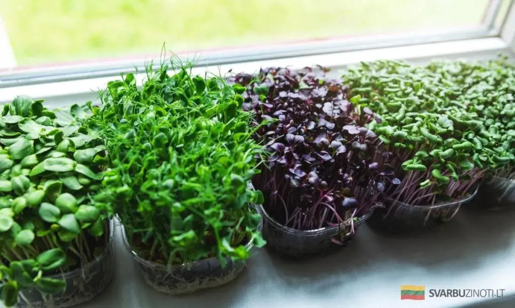 Cómo cultivar tus propias verduras frescas en el alféizar de tu ventana