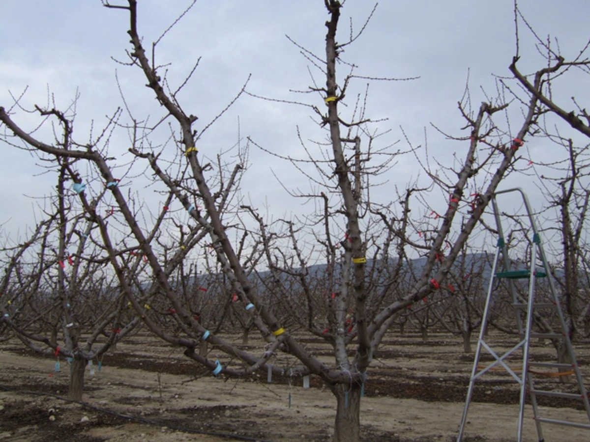 ¿Cuándo no debes podar tu melocotonero después del invierno?: La guía experta - image 1