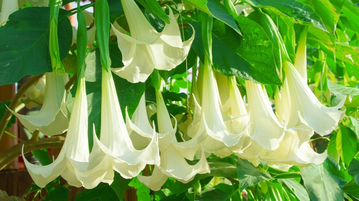Cuidado con los ramos de flores: plagas peligrosas que pueden arruinar tus plantas en casa - image 1
