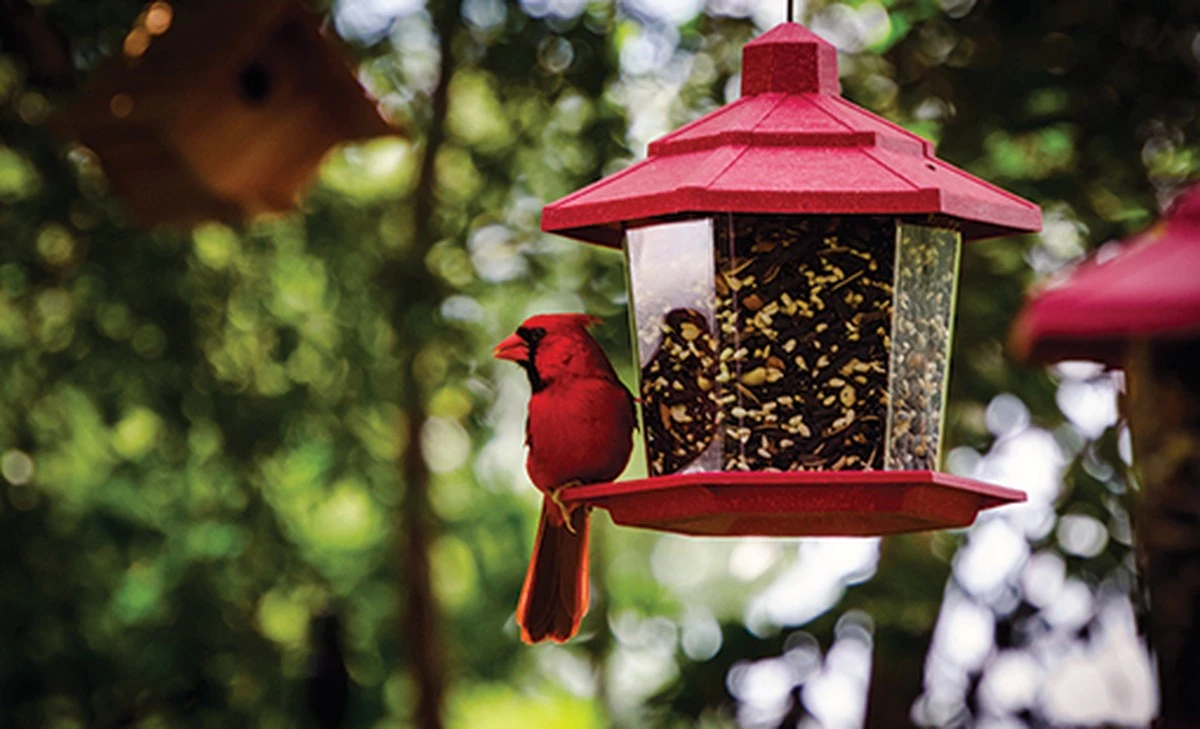 Dejé de dar comida a los pájaros en esta época del año, y ahora están mucho mejor - image 1