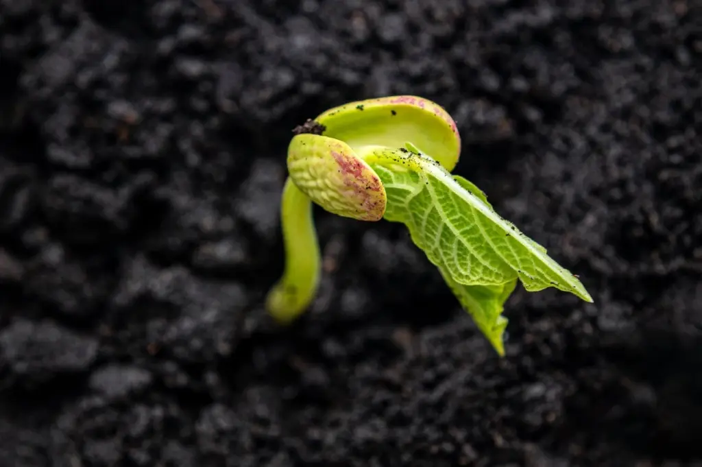 El día exacto que debes sembrar tus judías verdes para una cosecha récord