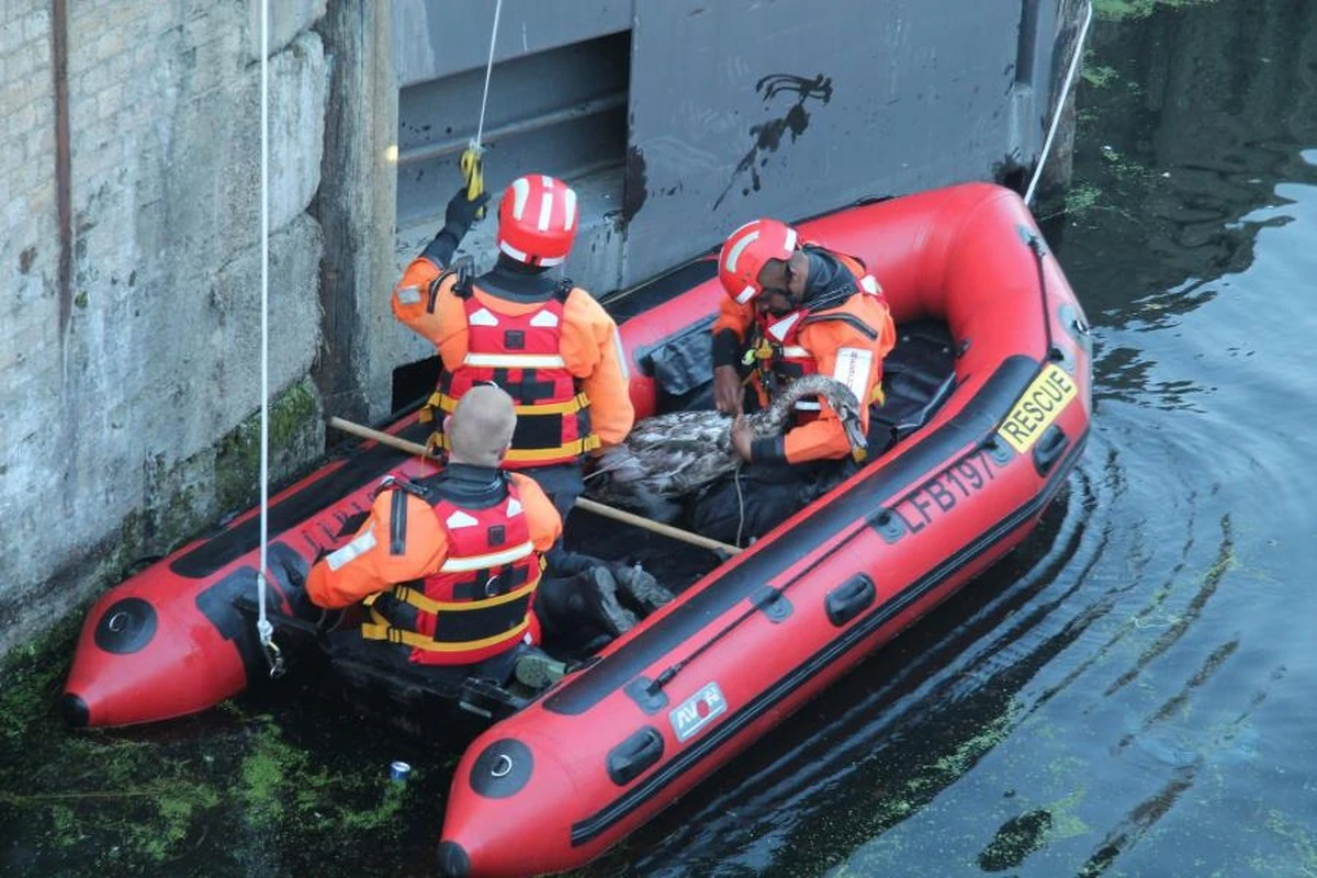 El fin de semana de los bomberos: Del rescate en el agua a la lucha contra incendios en exteriores - image 1