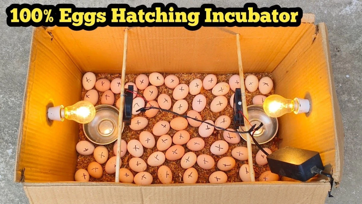 El increíble truco de la caja de cartón: incubó pollitos gastando 0 € sin ayuda veterinaria - image 1