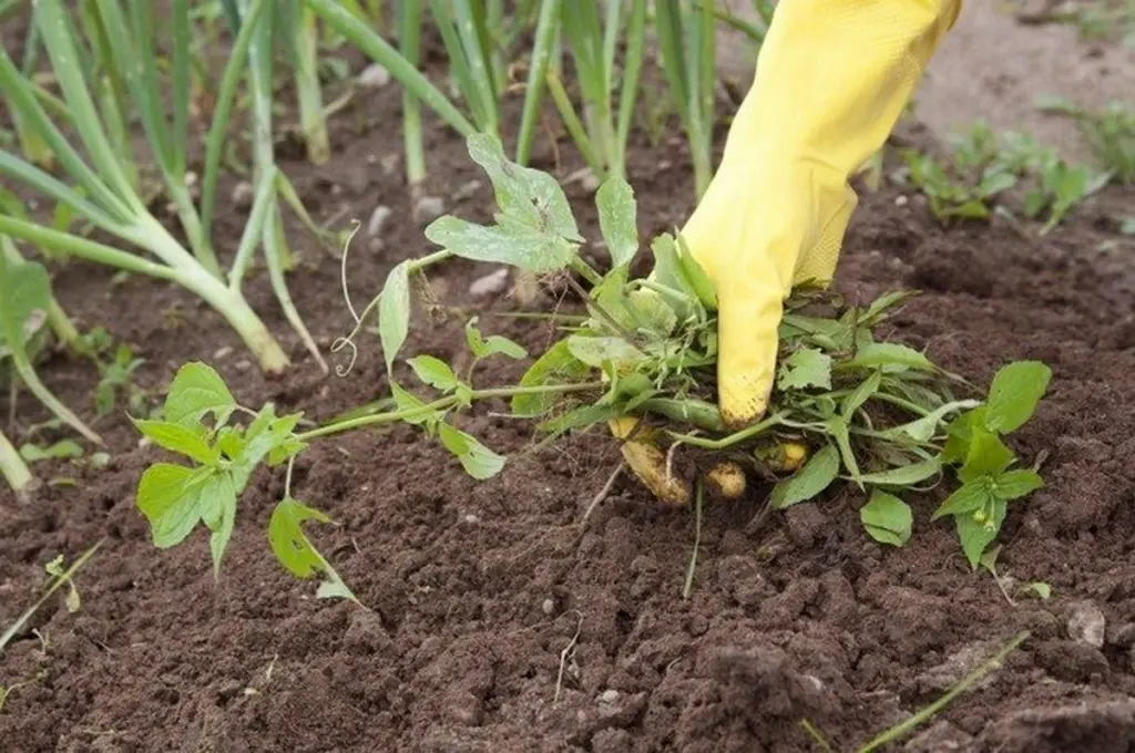 El secreto de jardineros: convierte malas hierbas en polvo con esta mezcla casera