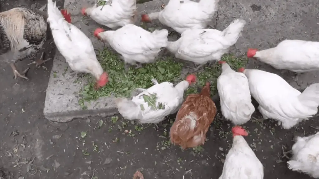 El secreto de las gallinas ponedoras: el alimento que garantiza huevos frescos todos los días