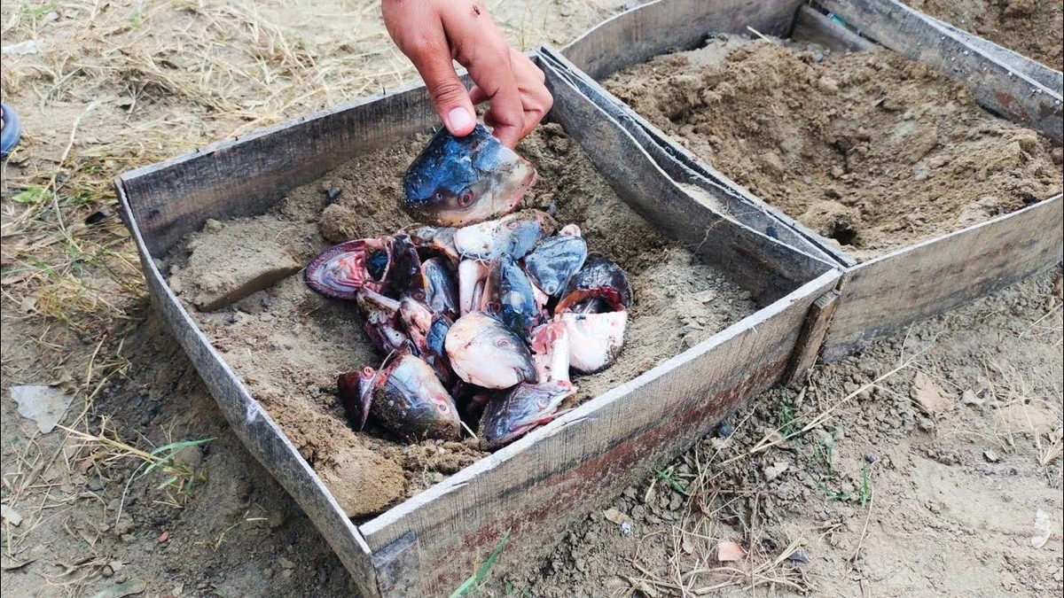 El secreto de los antiguos para tomates más grandes: 3 cabezas de pescado en cada hoyo - image 1