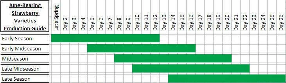 El secreto de los agricultores: cuándo plantar fresas para una cosecha récord - image 1