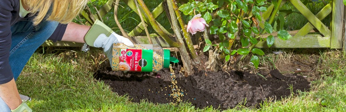 El secreto de los jardineros: cómo revitalizar tus frambuesas tras el invierno - image 1