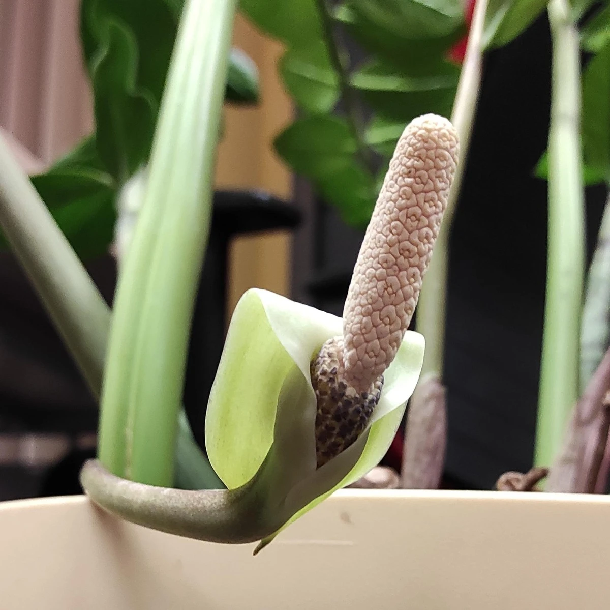 El secreto del zamioculcas que hará que florezca y atraiga prosperidad - image 1