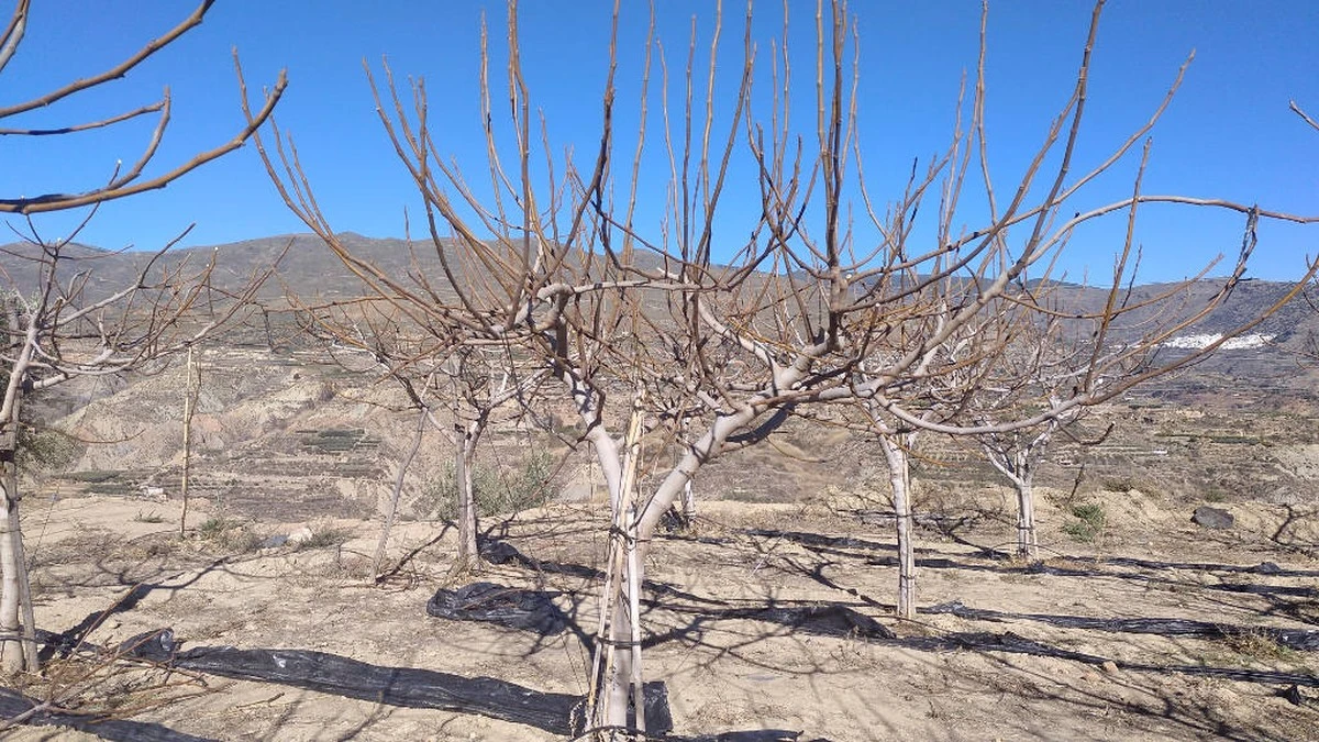 El secreto para cosechar higos jugosos: poda inteligente que reduce ramas inútiles - image 1