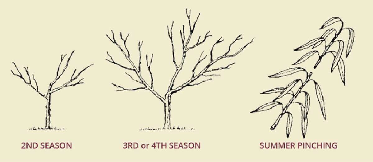 El secreto para duplicar el tamaño de tus melocotones y nectarinas: este simple gesto marca la diferencia - image 1