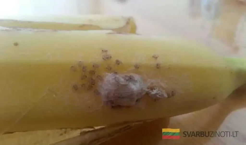 El terror oculto en la fruta: Por qué debes revisar tus plátanos antes de tocarlos