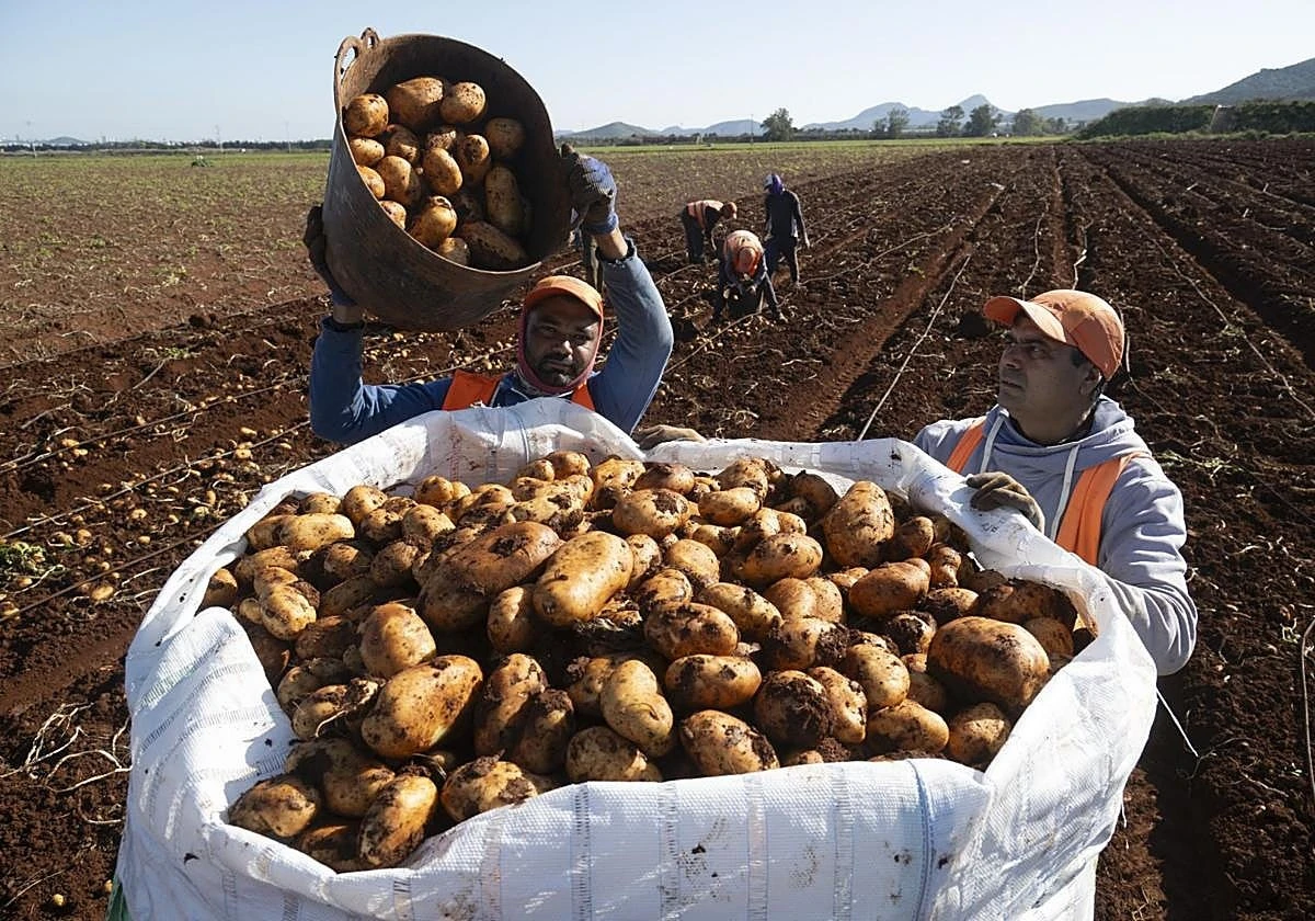 El truco de la paja que adelanta tu cosecha de patatas: adiós al riego y a las muelas - image 1