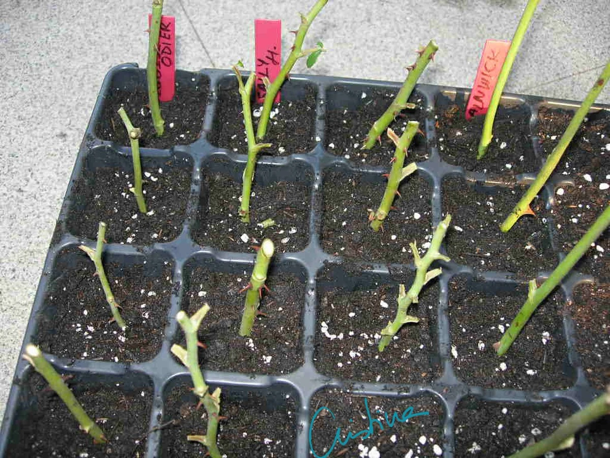 El truco de marzo que hará que tus rosales se multipliquen sin esfuerzo - image 1