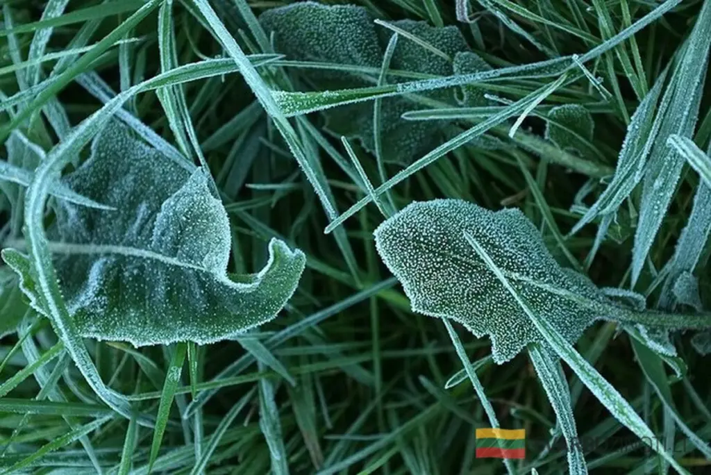 El verano se hace esperar: las heladas regresan a Europa Central