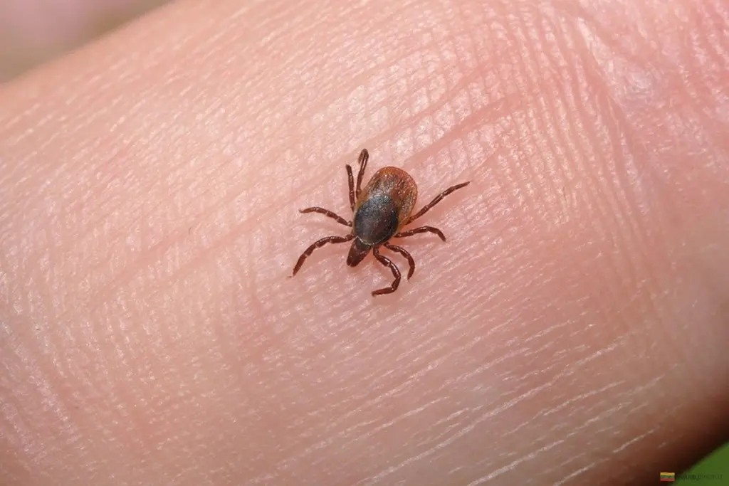 Erkės jau aktyvios: 7 patarimai, kaip apsisaugoti ir kada skiepytis