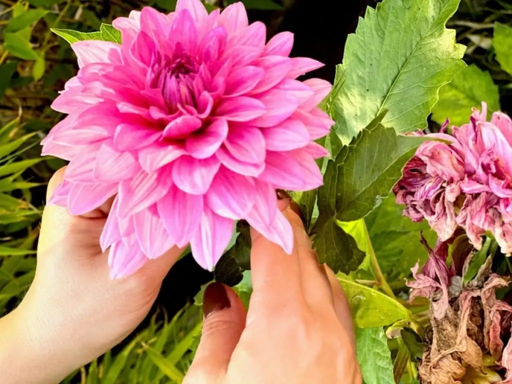 Este residuo de fruta transforma tus dalias: ¡la clave secreta que ignorabas!