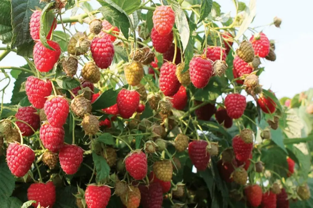 Haz esto con tus frambuesas tras el deshielo para frutos grandes y dulces