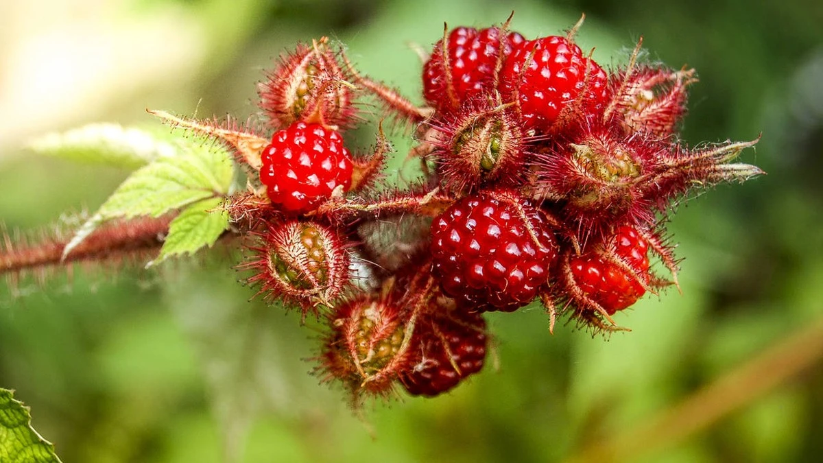 Haz esto con tus frambuesas tras el deshielo para frutos grandes y dulces - image 1