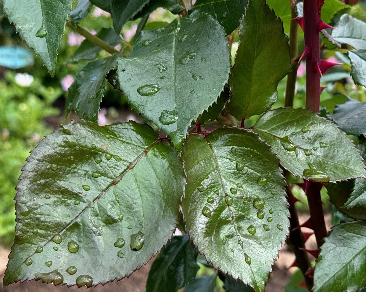 Inspection de 30 secondes : La clé pour dire adieu aux pucerons sur vos rosiers chaque printemps - image 1