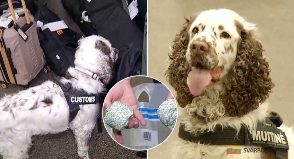 Joga, la perra que olfatea billetes ilegales: cómo un can se convirtió en la pesadilla de los contrabandistas