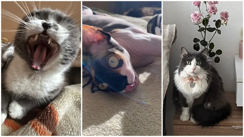 la 3ª foto de gatos te hará llorar de risa (¡y 5 datos curiosos!)