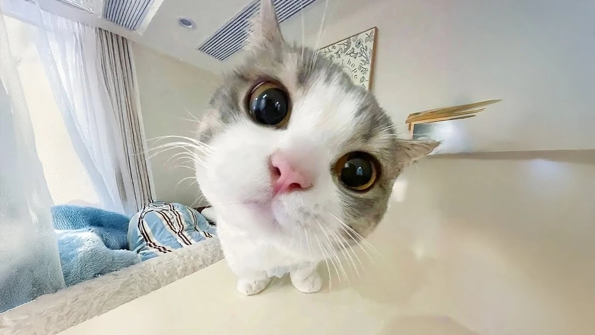 la 3ª foto de gatos te hará llorar de risa (¡y 5 datos curiosos!) - image 1