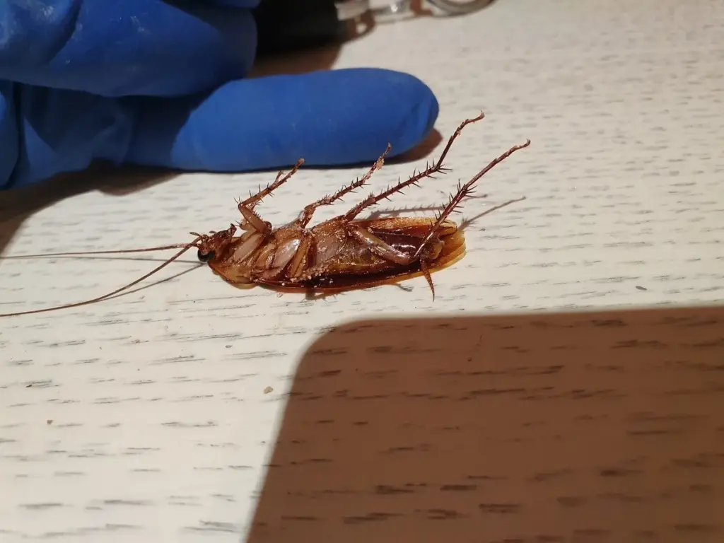 La batalla contra las cucarachas: por qué los remedios caseros fallan y qué método realmente las extermina en una semana