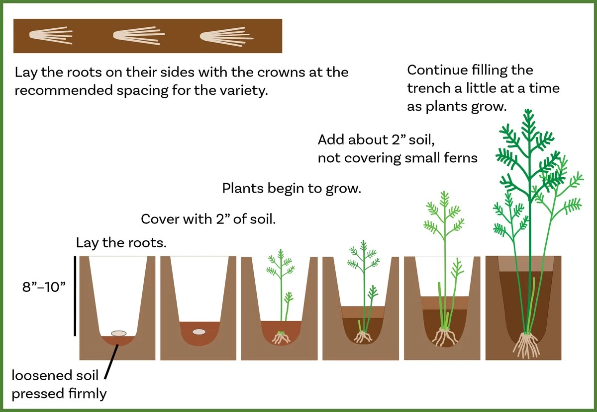 La crucial etapa de plantación que arruina años de cultivo de espárragos - image 1